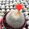 Cacto Combinação Cacto Sem Espinhos Suculenta Flor Planta Flor de Interior Planta em Vaso Pequeno Bolso Estrela Fina Planta Rara
