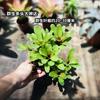 Piña Linda Colorida Piña Selva Tropical Tanque de Agua y Tierra Ecológico Plantas Acuáticas Terrario para Reptiles Paisajismo Plantas Epífitas de Uso Común