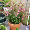 Plántulas de Flor de Hibisco Piruleta, Plantas en Maceta para Balcón y Jardín, Plantas Resistentes al Frío, Tolerantes al Calor, Fáciles de Cuidar, Florecen Todo el Año