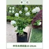 Plántulas de Hortensia de Madera China Cubo de Plantación para Exteriores Bola de Arpillera Semillas de Flores Patio Casa Montón Viejo de Madera Plantas en Maceta
