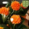 Plántula de Clivia Alta Calidad Cara Manchada Rey Perla Hoja Ancha Hoja Corta Cabeza Redonda Monje Precioso Serie Roja de Gama Alta