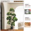 Decoración de Piso junto a Mueble de TV Sala de Estar Interior Grande Junto a Sofá Planta Artificial Pata de Pato Madera Simulación Planta Verde