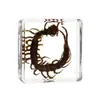 Artesanías de especímenes, insectos reales, escarabajo ciervo, escorpión, escarabajo, araña, regalos de enseñanza de ciencias biológicas, adornos de resina