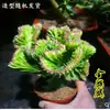 Plantas Verdes Flores de Balcón Interior Kalanchoe Pinnata Suculenta de Cinco Dedos Montaña Cactus con Raíces Kalanchoe Rojo