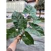Simulación tacto planta verde fábrica de comercio exterior 7 tacto color color hoja de taro taro paisaje selva jardín planta verde mayoreo