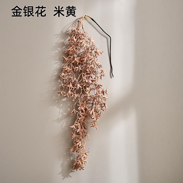 金银花  米黄
