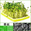 Brotes de frijol brotes toon verduras semillas interior guisante hidropónico brotes de frijol mungo cacahuete brotes brotes verduras semillas soja frijol negro