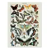 Impresión de póster de planta animal flor insecto mariposa hongo pintura de lienzo vintage sala de estar decoración del hogar núcleo de pintura