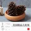 Flores Secas, Frutas Secas, Piñas, Decoración, Manualidades DIY, Materias Primas Naturales, Aromaterapia del Bosque, Metabo de Navidad