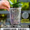 Maceta transparente estética de musgo de sphagnum para orquídeas phalaenopsis, maceta de plástico transpirable para plantas de interior calientes, maceta de resina Qingshan con control de raíces para dendrobium