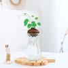 Planta Hidropónica de una Pieza para Envío Directo, Planta Trepadora Tortuga de Montaña, Planta en Maceta Dorada de Crecimiento Constante, Planta Verde, Fácil de Cultivar en Interiores, Escritorio