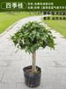 Un retoño de osmanthus, grandes flores de osmanthus de cuatro estaciones, elixir dorado del alto poste nativo del patio de agosto, pabellón Tianxiang Shen