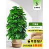 Planta en Maceta de Rábano Verde de Hoja Grande Columna Absorbe Formaldehído, Planta Verde Grande en Interiores para Atraer Riqueza y Prosperidad, Rábano Verde de Oficina, Sala de Estar Es Fácil de Mantener