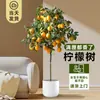 Planta de Limoeiro em Vaso com Frutos, Planta Verde Comestível, Grande para Sala de Estar Interna Varanda, Planta de Floração Quatro Estações, Fácil de Manter