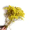 Buquê de Gipsofila Seca Preservada Flores Secas Brancas Flores Reais Secas ao Ar Flores Grandes Decoração de Sala de Estar Arranjo de Flores Flores para Fotografia de Casamento