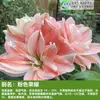 Drop Shipping Importado Duplo-Pétala Amarílis Bulbos Florais Interior e Exterior Vasos Quatro Estações Plantas Pátio Varanda com Flores