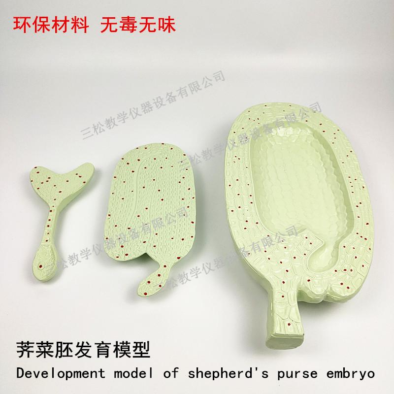 荠菜胚发育模型2_副本