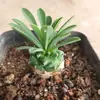 Base de planta suculenta autoproducida y autovendida al por mayor suculentas pequeñas combinación de flores plantas en maceta plantas carnosas Lithops Haworthia