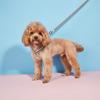 Correa para Mascotas Muppet Oso Nuevo Transfronterizo Set Teddy Ajustable Anti-rotura Correa para Perro Venta al por Mayor