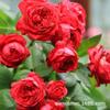 Atacado de Mudas de Rosa Trepadeira, Arco de Rosas Trepadeiras, Planta Envasada Gema de Areia de Dragão, Rosa Multiflora que Floresce no Mesmo Ano
