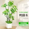 Forma Pie de Pato Madera Sala de Estar Maceta Grande Planta Verde Interior Sala de Estar Grande de Pie Flor Real Pila Vieja Pie de Pato Madera