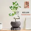 Planta de Murraya Paniculata en Maceta para Escritorio de Oficina, Planta Verde con Tronco Viejo y Plántulas, Florece Todo el Año, Flor de Interior Fácil de Cuidar para Jardineros Perezosos