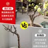 Wanfang Coroa da Longevidade Flor Begônia em Vaso Resistente ao Frio Seda de Jade Colorida Muda de Jardim Velho Tronco Flor de Bonsai Planta Anã