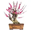 Flor de Ciruelo Fragante en Maceta Flor de Tocón Viejo Planta de Interior Todo el Año Fácil de Cultivar Bonsái de Ciruelo Rojo Plántula de Ciruelo Verde Semillas de Flor de Dulzura Invernal