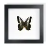 Mariposa Cola de Golondrina Banda Verde Espécimen de Mariposa Real Producto Terminado Decoración de Regalo Arte de Pared Pintura Decorativa Regalo de Cumpleaños para Niñas Amigas