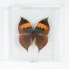 Adorno de mariposa real, alas de mariposa real, regalo de cumpleaños creativo para estudiantes, caja transparente