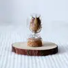 Venda Direta de Fábrica de Yunnan Garrafa dos Desejos Flores Naturais Flores Conservadas Estrela dos Desejos Flores Secas Tubo de Ensaio Acessórios de Lembrança Tubo de Ensaio de Vidro