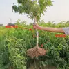 Una Pieza de Plántulas de Durazno Amarillo Huangting para Plantar en los Patios Norte y Sur, Plantas en Maceta para Plantar en Todas las Estaciones, Plántulas de Árbol de Durazno Frutal Injertado