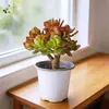 Planta en Maceta Suculenta Flor Roja Luna, Fácil de Cuidar, Planta Verde Resistente a la Sequía para Balcón y Jardín, Planta Árbol de Jade Hoja Roja Tocón Viejo