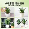 Ciudad sin Noche Planta de Aloe Vera en Maceta Planta Verde Purificadora de Aire de Interior Suculenta para Escritorio de Oficina Flor de Cuatro Estaciones Cactus Plántula de Aloe Vera