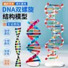 Modelo de estructura de doble hélice de ADN, modelo de estructura molecular de formato grande para preparatoria, cadena de desoxirribonucleótidos J33306 de 60 cm
