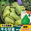 Semillas Premium de Col Corazón de Buey: Semillas de Col Rizada de Jardín para Todas las Estaciones, Colección de Semillas de Repollo de Cabeza Grande, Col Rizada Corazón de Vaca
