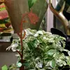 Arco de Ferro Estilo Vintage para Jardim, Inserções, Etiquetas e Placas Florais para Marcadores de Plantas, Decorações de Jardim e Enfeites para Vasos de Suculentas
