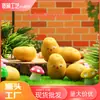 Batatas Pequenas Simuladas Novo Estilo em Miniatura, Acessórios DIY de Artesanato em Resina, Enfeites Mini Fofos Tridimensionais Disponíveis para Atacado