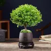 Plántulas de Nan Rojo de Hoja Pequeña Pila Vieja Sándalo Rojo Micro-Paisaje Hidropónico Oficina Bueno para Todas las Estaciones Nanmu Dorado Plantas Verdes