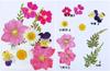Flores Secas Embalagem Pequena Mista com Relevo Maquiagem de Noiva Maquiagem com Flores Secas Cartão Postal de Artesanato Infantil Cartão de Cumprimentos Marcador de Página Salão de Artesanato