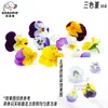 Imersão de materiais DIY folhas feitas à mão flores frescas plantas verdes martelamento carimbagem pigmentos vegetais carimbagem impressão