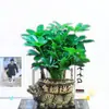 Planta em vaso de madeira pé-de-pato, planta verde pequena, fortuna de todas as direções, caule antigo, planta lótus de sete folhas, árvore atraente de dinheiro para interior, fácil de cuidar o ano todo, adequada para mesa