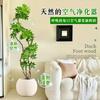 Planta Verde Grande para Sala de Estar con Forma de Pata de Pato, Planta en Maceta de Interior de Fácil Mantenimiento, Planta Verde Perenne de Pie para Oficina para Todas las Estaciones