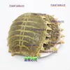 Materiais Medicinais Chineses Autênticos de Casco de Tartaruga, Casco de Tartaruga Cru, Casco de Tartaruga, Casco de Tartaruga, Tampa de Tartaruga, Casco de Tartaruga, Pó de Casco de Tartaruga, Casco de Tartaruga para Moxabustão