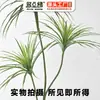 Zhiduoya Árvore Sangue de Dragão Artificial Planta Verde Múltipla Marca Venda Direta Ornamento Decorativo de Planta Verde Artificial