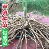 Plántulas de Raíz de Espárrago, Plántulas de Espárrago Morado, Siembra de Espárragos en Todas las Estaciones, Siembra de Verduras, Plántulas de Tres Años, Macetas de Balcón, Beiqin