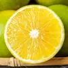 Naranja de Roca de Piel Verde Auténtica de Yunnan de la Montaña Ailao, Fruta Fresca de Temporada 3/5/ 4.5kg Recién Recolectada, Piel Fina, Jugosa y Dulce