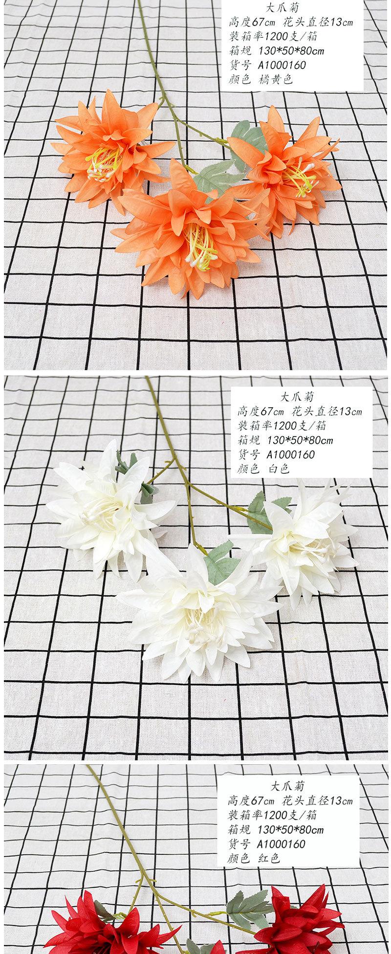 大爪菊_02.jpg