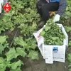 Semillas de verdura de hielo de Taiwán, semillas de verdura de cristal de hielo, semillas de verdura de hierba de hielo, plántulas de cuatro estaciones, semillas para macetas