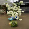 Muda de Árvore de Hortênsia Chinesa Douqiongqiong Hua Vila de Jardim Resistente ao Frio Resistente ao Calor Quatro Estações Tipo Maqiu Mudas de Plantas para Verdejamento
